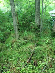 Carex intumescens