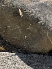 Latrodectus geometricus