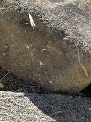 Latrodectus geometricus