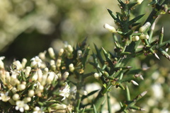 Colletia