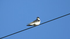 Tachycineta leucopyga