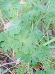 Geranium homeanum