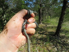 Lampropeltis nigra