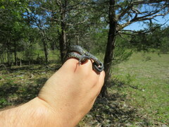 Lampropeltis nigra