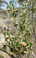 Leptospermum oligandrum