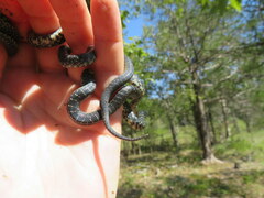 Lampropeltis nigra