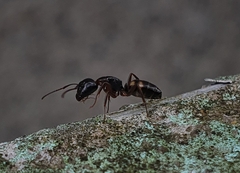 Camponotus quadrinotatus
