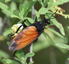 Protomydas rubidapex