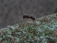Camponotus quadrinotatus
