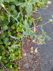 Centaurea melitensis
