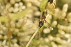 Toxomerus vertebratus