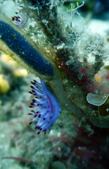 Coryphellina lotos