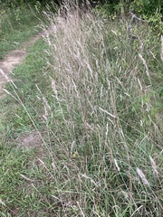 Calamagrostis × acutiflora