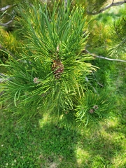Pinus contorta murrayana