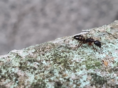 Camponotus quadrinotatus