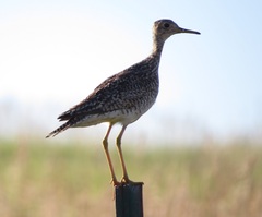 Bartramia longicauda