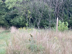 Calamagrostis × acutiflora