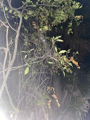 Citharexylum spinosum