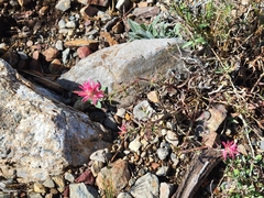 Castilleja applegatei