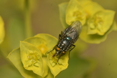 Sarconesiopsis magellanica
