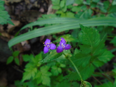 Tradescantia crassifolia