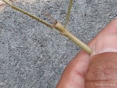 Cladoxerus