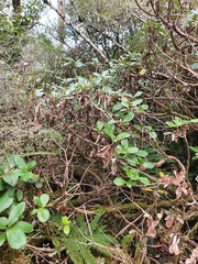 Macrolearia colensoi