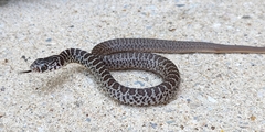 Coluber constrictor flaviventris