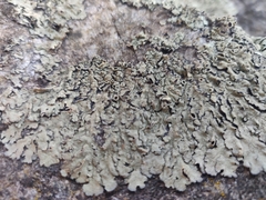 Parmelioideae