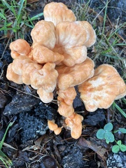 Laetiporus cincinnatus