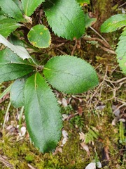 Macrolearia colensoi
