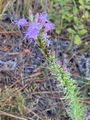 Liatris tenuifolia