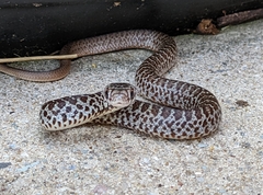 Coluber constrictor flaviventris
