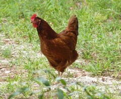 Gallus gallus domesticus