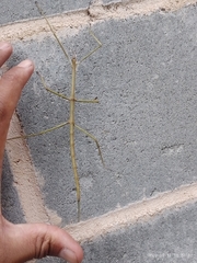 Cladoxerus