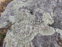Parmelioideae
