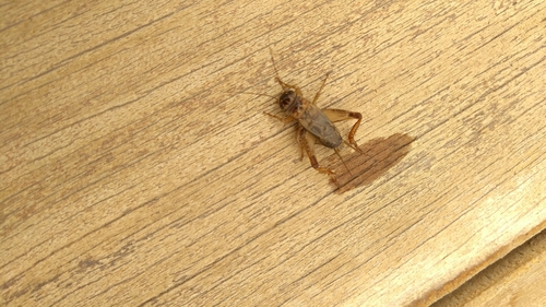 Acanthogryllus acus