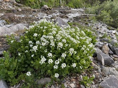 Cardamine cordifolia
