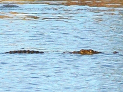 Crocodylus niloticus africanus