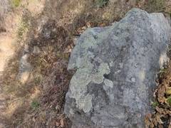 Parmelioideae