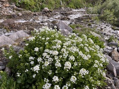 Cardamine cordifolia