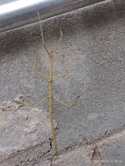 Cladoxerus