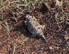 Phrynosoma cornutum