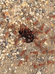Pogonomyrmex occidentalis