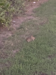 Lagomorpha