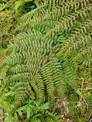 Cyathea colensoi