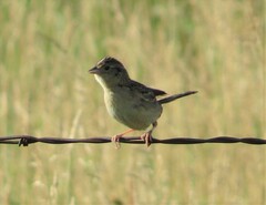 Ammodramus savannarum