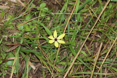 Sisyrinchium conzattii