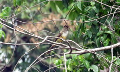 Myiarchus