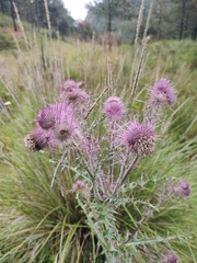 Cirsium